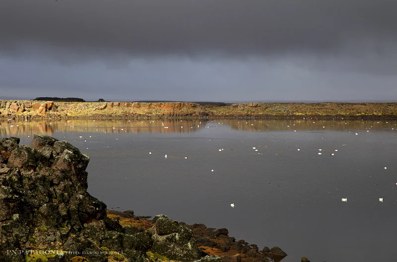 Laguna Cervecero — Macá Tobiano nidifica