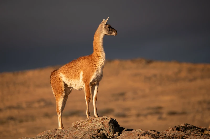 Guanaco — Cámara trampa Parque Patagonia
