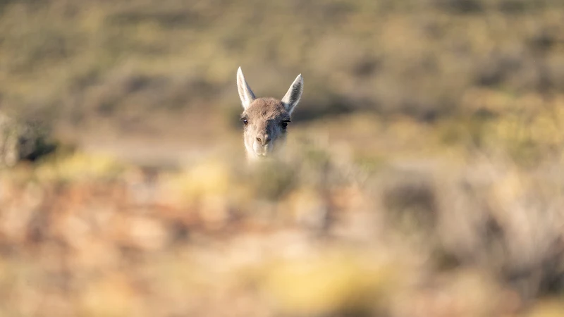 Guanacos — Noviembre 2023
