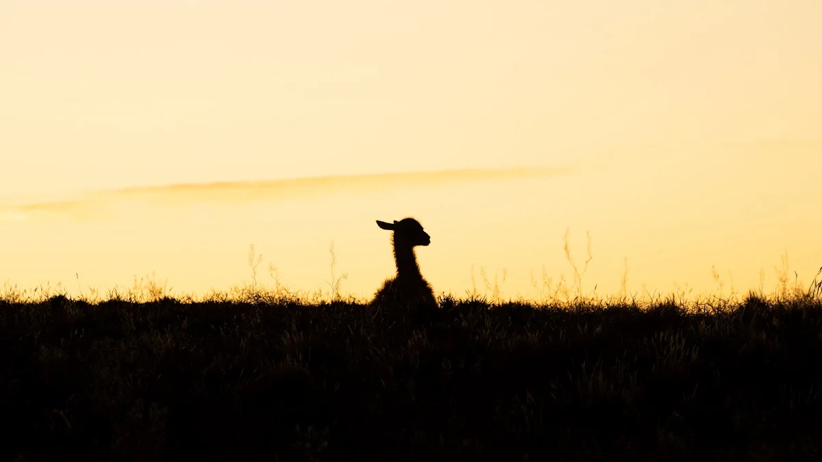 Políticas y devoluciones — Safari Patagonia Argentina