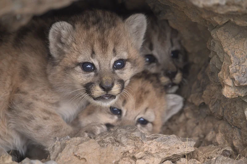 Cachorros de puma