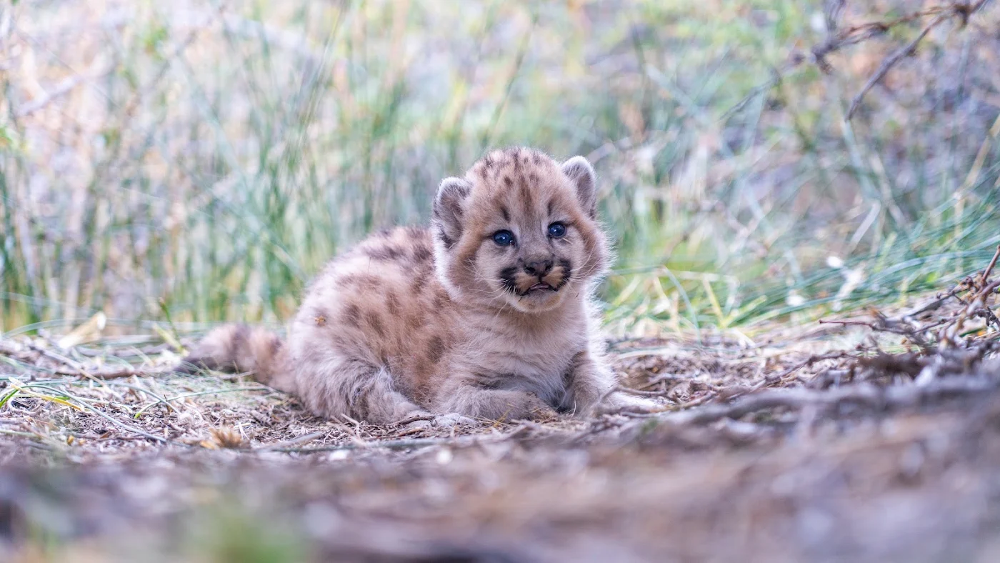 Puma en la Patagonia