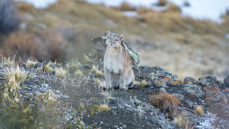Puma en su territorio — Río Pinturas