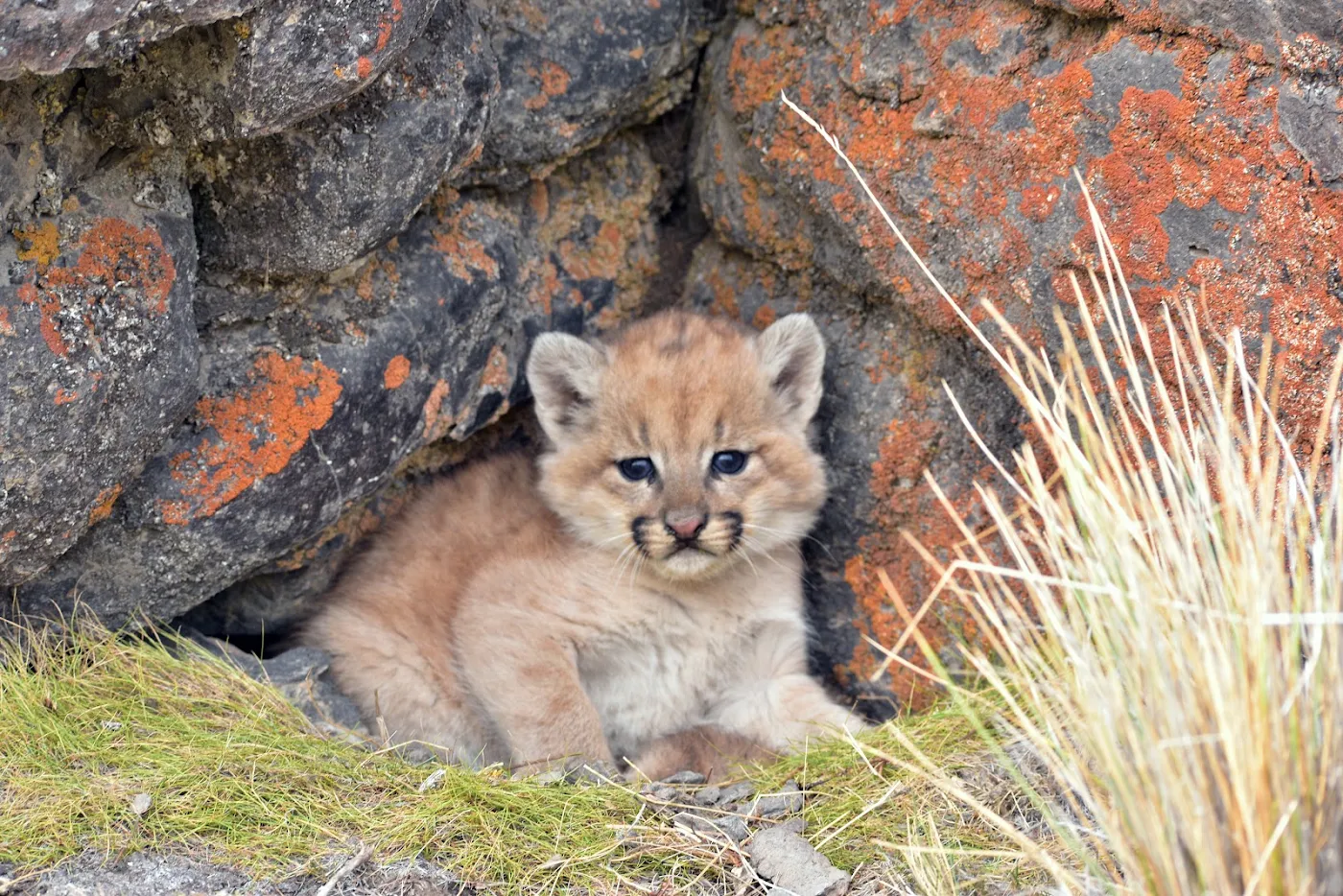 Puma in Patagonia