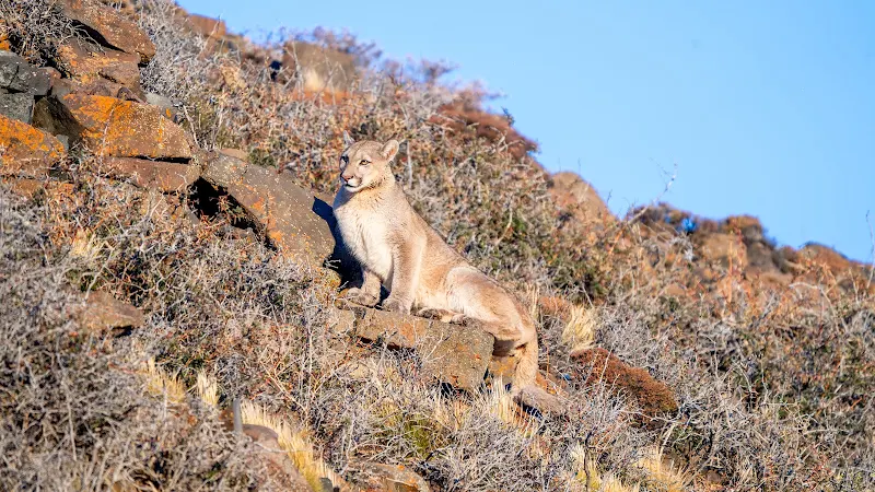 Puma en la estepa patagónica