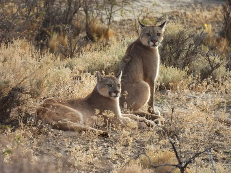 Rastreo y Observación de Pumas