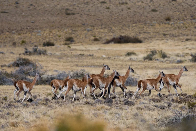 Grupo de trekking en el cañadón