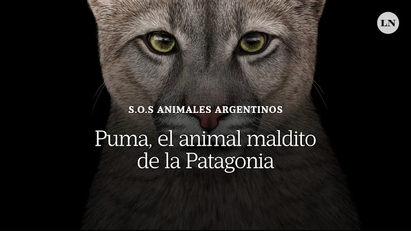 Video — Estepa patagónica, zona de conflicto puma-ganadería