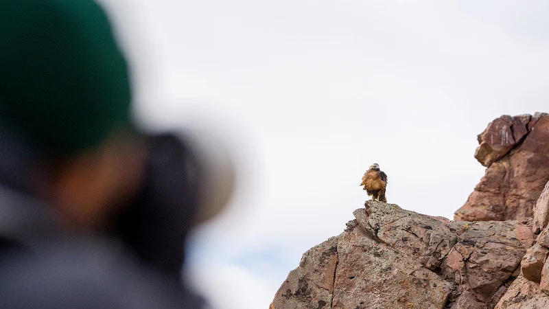 Observación de fauna — estepa patagónica