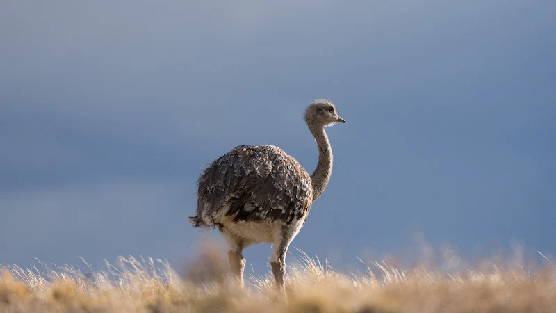 Fauna silvestre — Parque Patagonia