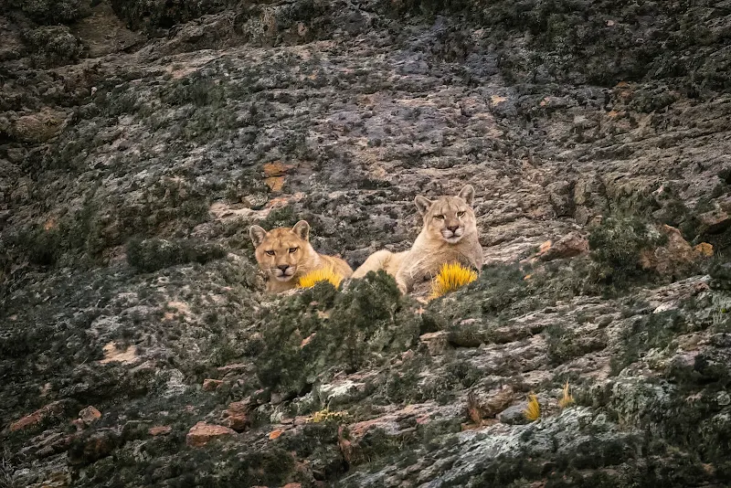 Avistaje de fauna — Felipe Menzella
