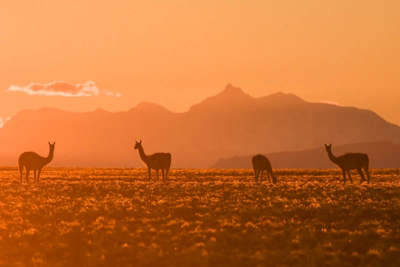 Avistaje de Fauna en Parque Patagonia